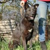 Schäferhündin Garica (Blacky)