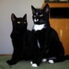 Verspielter TIBERIUS sucht sein Zuhause!