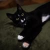 Verspielter TIBERIUS sucht sein Zuhause!