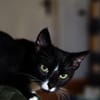 Verspielter TIBERIUS sucht sein Zuhause!