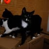 Verspielter TIBERIUS sucht sein Zuhause!