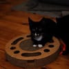 Verspielter TIBERIUS sucht sein Zuhause!