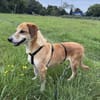Guszti sucht ein ruhiges, liebes Zuhause
