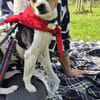 Raton - ein Schatz in Deutschland !