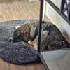 Sunny, lieb, katzenverträglich, sozial
