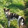 Tilda - auf PS in 91353 Hausen