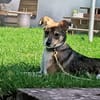Tilda - auf PS in 91353 Hausen