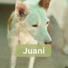 JUANI, w., kastr., Podenco, ca. 44 cm