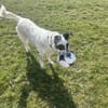 Smilla sucht ein neues Zuhause