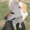 Kleiner Labbi-Mix Sherlock sucht Couch!