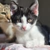 FENJA sucht ein Zuhause