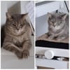 SIMBA + MOMO, m., kastr.,