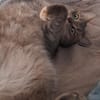 SIMBA + MOMO, m., kastr.,
