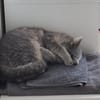 SIMBA + MOMO, m., kastr.,