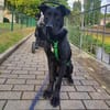 Zeno sucht seine Zuhause