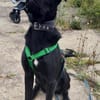 Zeno sucht seine Zuhause