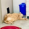 Liebenswerter, älterer Kater Taylor