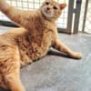 Liebenswerter, älterer Kater Taylor