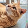Liebenswerter, älterer Kater Taylor