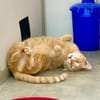 Liebenswerter, älterer Kater Taylor