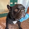 Stick - eine misshandelte Bulldogge