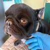 Stick - eine misshandelte Bulldogge