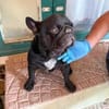 Stick - eine misshandelte Bulldogge