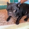 Stick - eine misshandelte Bulldogge