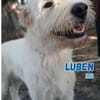 Luben - Wuschelkopf mit Herz
