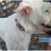 Luben - Wuschelkopf mit Herz