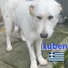 Luben - Wuschelkopf mit Herz