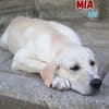 Mia - verschmust und kuschelbedürftig