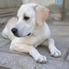 Mia - verschmust und kuschelbedürftig