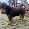 PAW liebenserter kleiner Seniorrüde