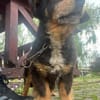 PAW liebenserter kleiner Seniorrüde