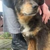 PAW liebenserter kleiner Seniorrüde