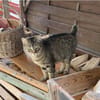 Angel (FIV+) - schöner, lieber Tiger