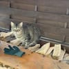 Angel (FIV+) - schöner, lieber Tiger