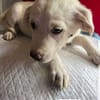 Kleine Lina ❤🐾 sucht liebevolle Hundee