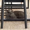 Sultan (FIV+) - liebenswert & freundlich