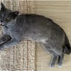 Sultan (FIV+) - liebenswert & freundlich
