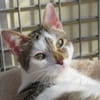 KITARA