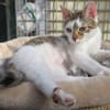 KITARA
