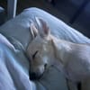 Lumi