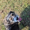 Berta