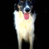 MARSHALL (Animalea)