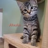 AKASHA