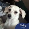 Daisy