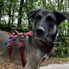 Freundliche ROSE sucht ihre Menschen!
