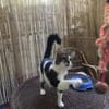 Zazou aus dem Tierschutz